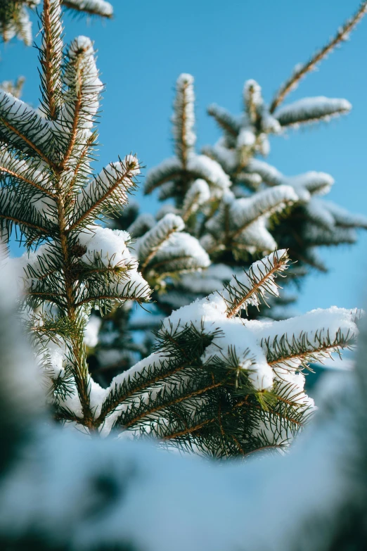 a pine tree covered in snow against a blue sky, snowy arctic environment, festivals, crisp details, mint