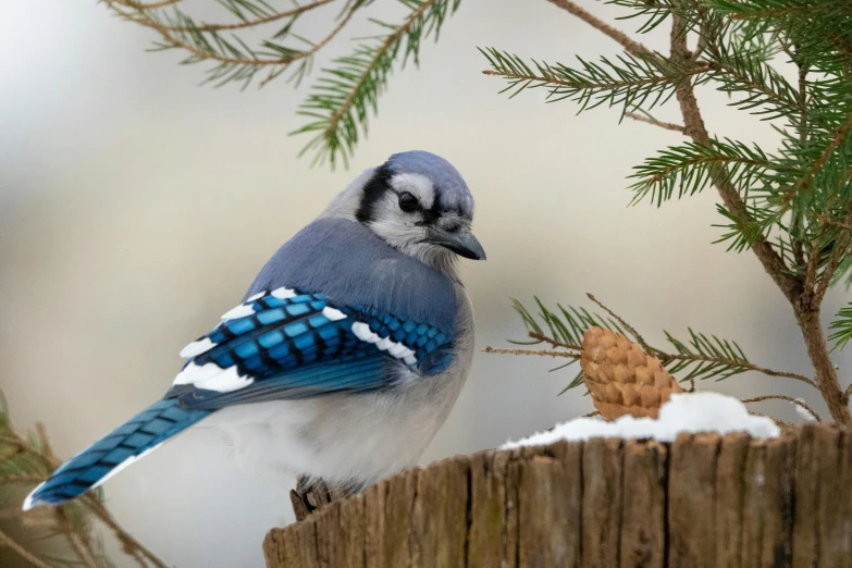 a blue and white bird sitting on top of a tree stump, slide show, snow weather, fan favorite, grey-eyed
