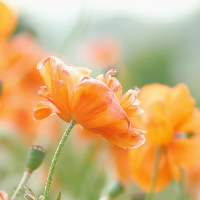 a close up of a bunch of orange flowers, by Jessie Algie, unsplash, pastel', poppies, soft bokeh, cottagecore flower garden