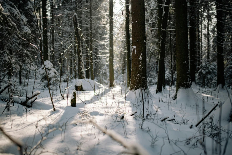 a snow covered forest filled with lots of trees, pexels contest winner, hurufiyya, medium format. soft light, the sun is shining. photographic, alessio albi, cinematic shot ar 9:16 -n 6 -g