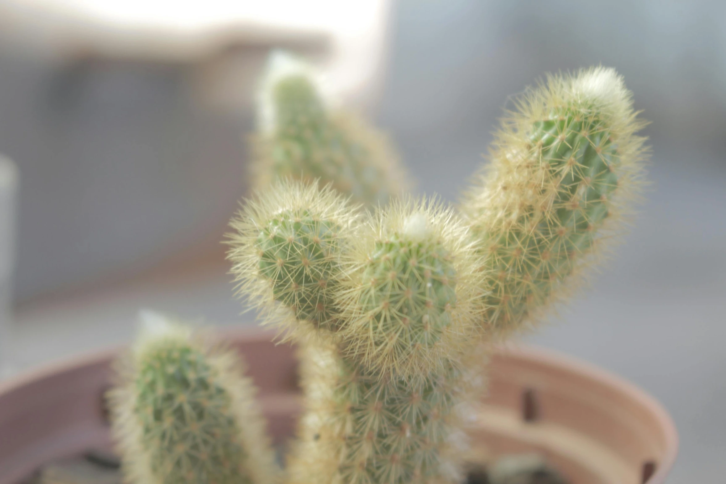 a close up of a cactus plant in a pot, hurufiyya, various sizes, subtle detailing, ready to eat, indoor