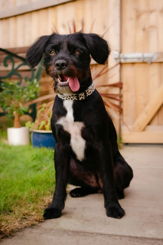 a black and white dog sitting on a sidewalk, wearing detailed leather collar, sitting in the garden, sophie, elliot alderson