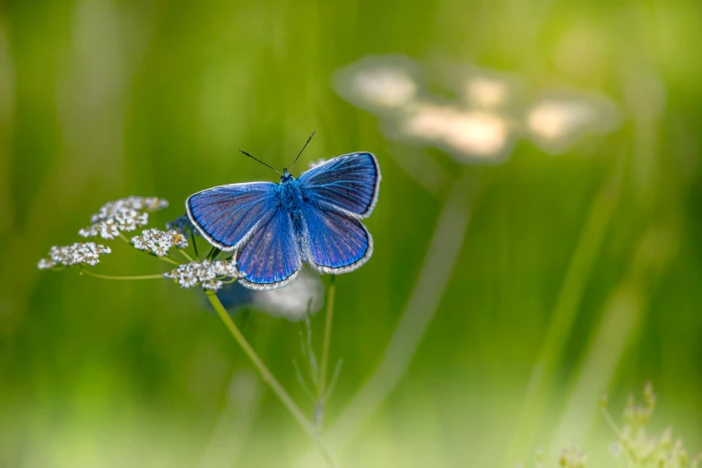 a blue butterfly sitting on top of a flower, by Eglon van der Neer, pixabay contest winner, hurufiyya, meadows, unsplash contest winning photo, family photo, emerald