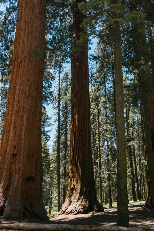 a forest filled with lots of tall trees, by Kristin Nelson, unsplash, giant sequoia, ((trees)), low ultrawide shot, jen atkin