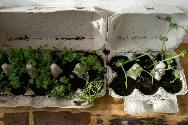 a couple of eggs sitting on top of a wooden table, filled with plants, 6 pack, recycled, grey