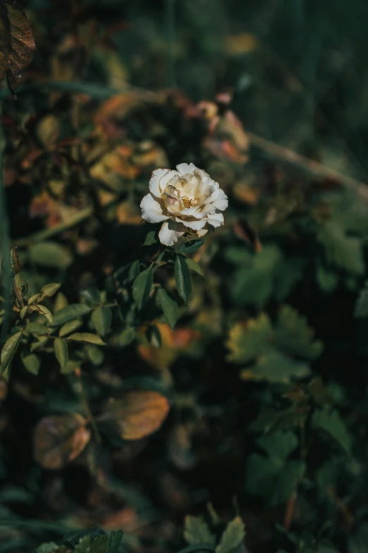 a white flower sitting on top of a lush green field, inspired by Elsa Bleda, unsplash, renaissance, rose-brambles, low quality photo, made of flowers and leaves, high angle close up shot