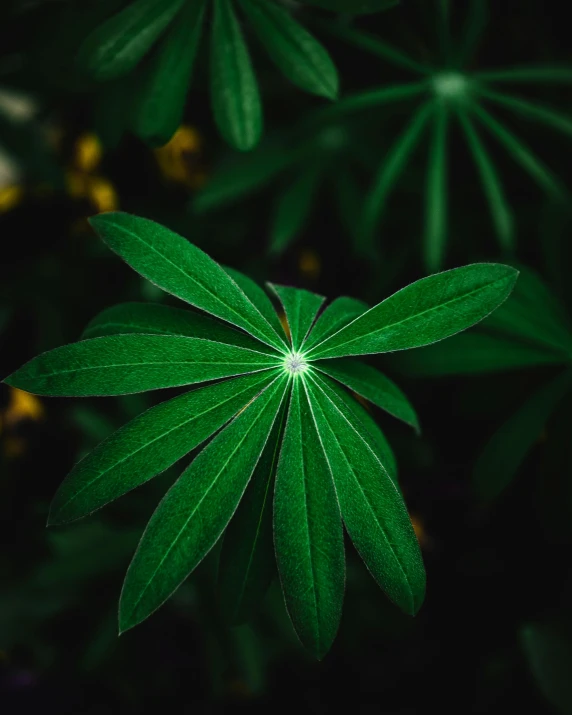 a close up of a plant with green leaves