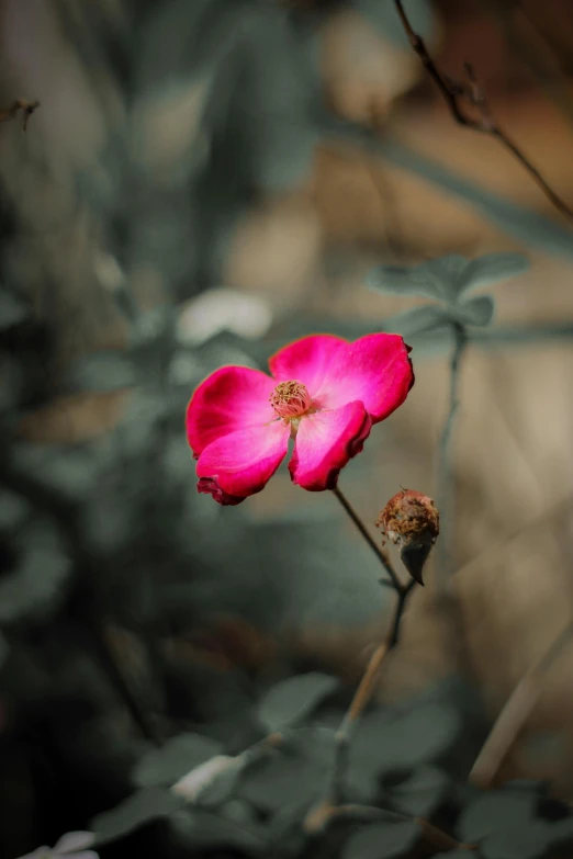 a pink flower sitting on top of a green plant, by Jacob Toorenvliet, unsplash, soft grey and red natural light, paul barson, rose-brambles, in the jungle. bloom