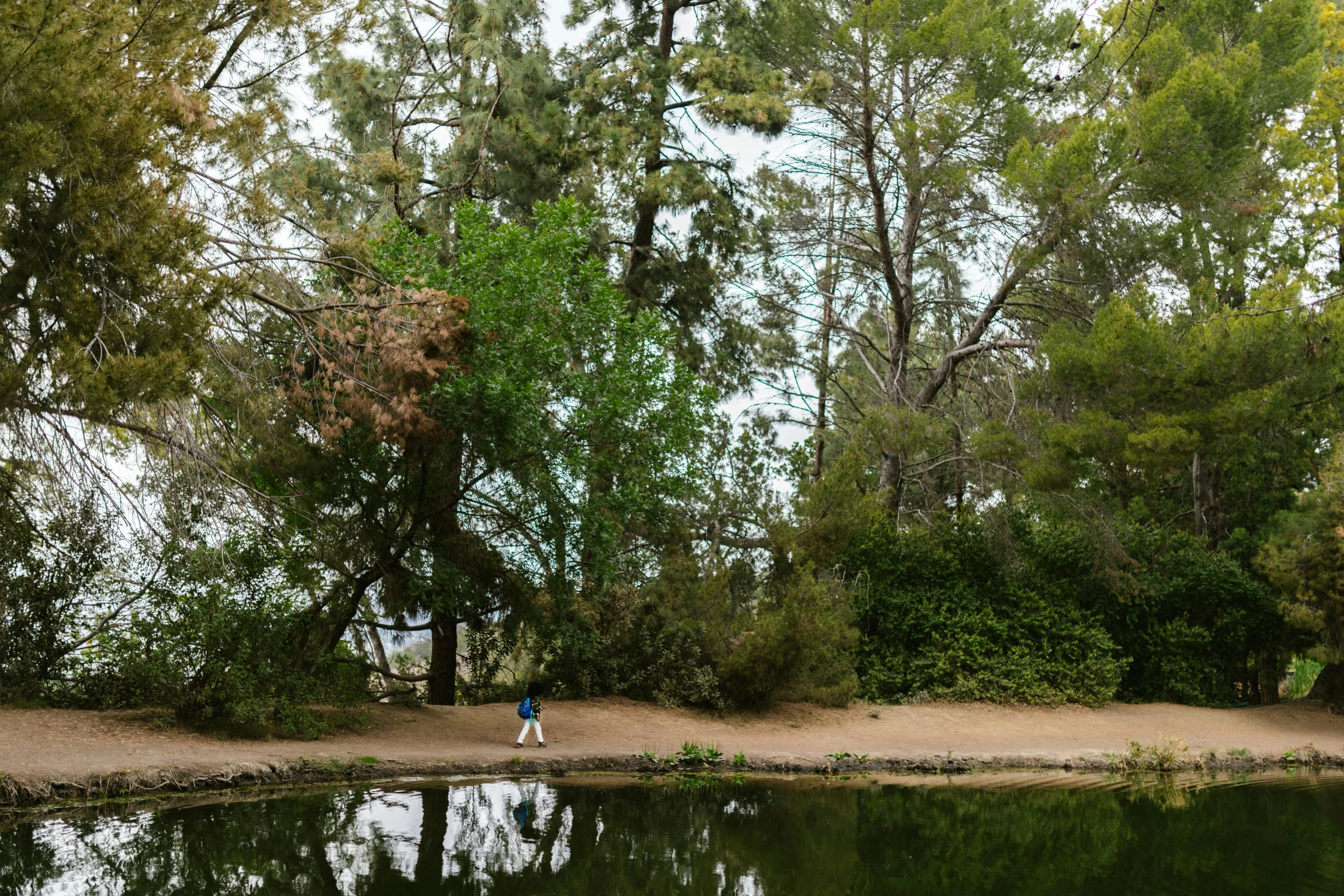 a person standing on a beach next to a body of water, a picture, inspired by Joachim Patinir, les nabis, exterior botanical garden, los angeles 2 0 1 5, sparse pine forest, photograph taken in 2 0 2 0