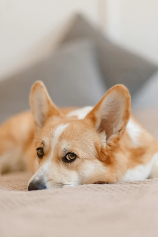a brown and white dog laying on top of a bed, trending on pexels, corgi, pensive expression, shot with sony alpha, gif