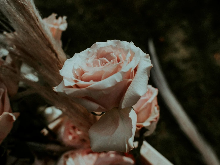 a close up of a bunch of flowers, pexels contest winner, romanticism, growing out of a giant rose, faded and dusty, instagram post, celebration