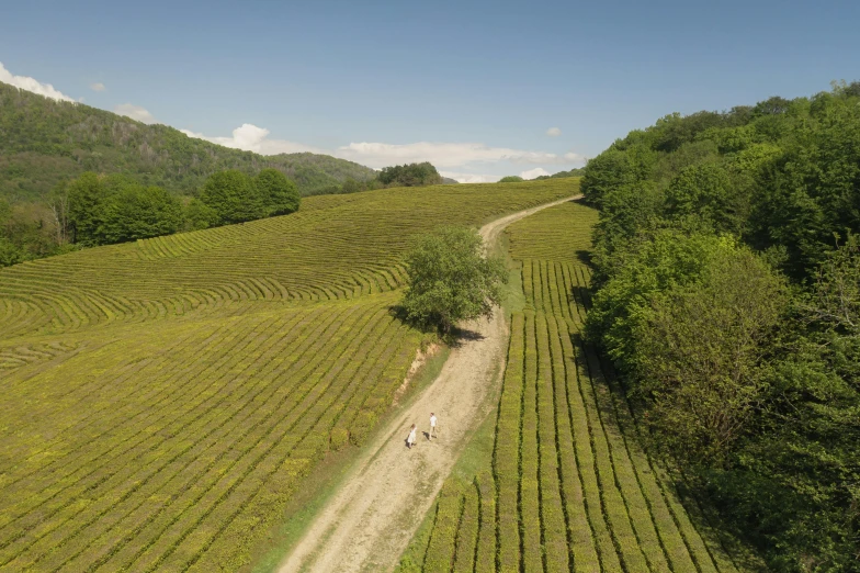 a dirt road running through a lush green field, by Yasushi Sugiyama, unsplash contest winner, land art, tea, wine, two hovering twin nuns, 4k/8k