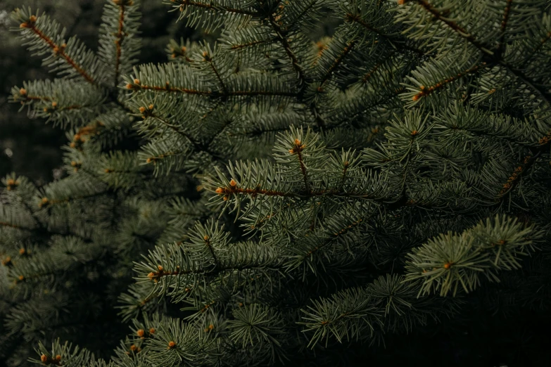 a close up of a pine tree with no leaves, an album cover, inspired by Elsa Bleda, trending on unsplash, baroque, high quality screenshot, evergreen, 🌲🌌, sustainable materials