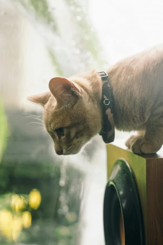 a cat standing on top of a window sill, a picture, unsplash, rain sensor, wearing collar, in liquid, lush surroundings