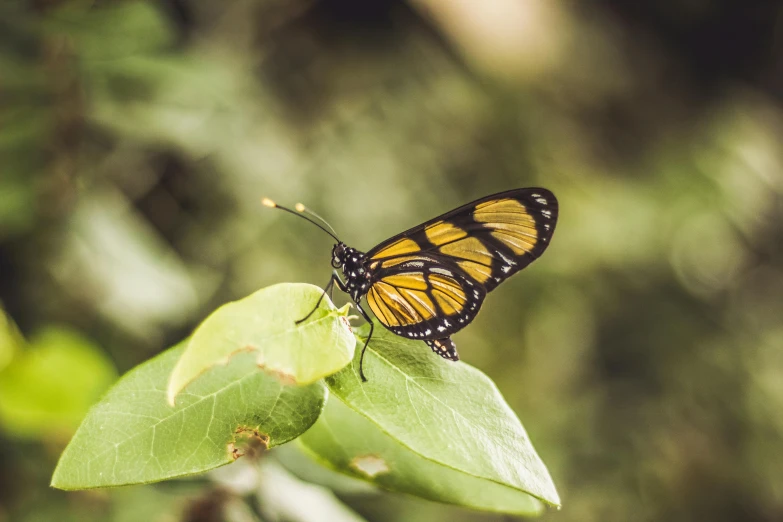 a close up of a butterfly on a leaf, pexels contest winner, hurufiyya, manuka, avatar image, yellow and green, high quality upload