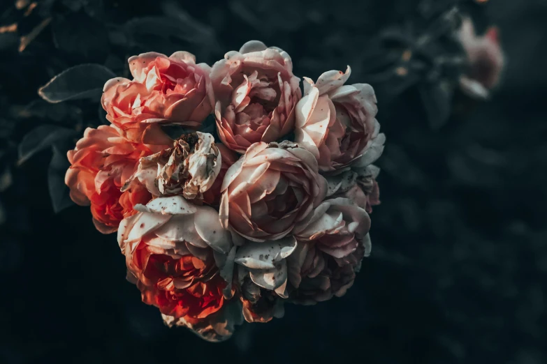 a close up of a bunch of flowers, unsplash contest winner, romanticism, dark background ”, rumble roses, faded red colors, instagram post