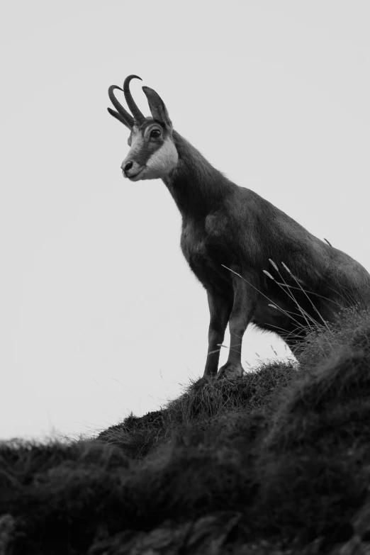 a black and white photo of a mountain goat, by Peter Churcher, unsplash contest winner, sumatraism, caracal, on a hill, anthropomorphic deer, 33mm photo