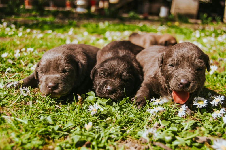 a group of puppies laying on top of a lush green field, by Julia Pishtar, pexels contest winner, chocolate, labrador, thumbnail, sweet dreams