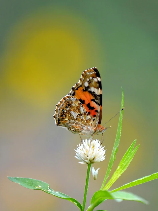 a butterfly sitting on top of a white flower, slide show, photograph