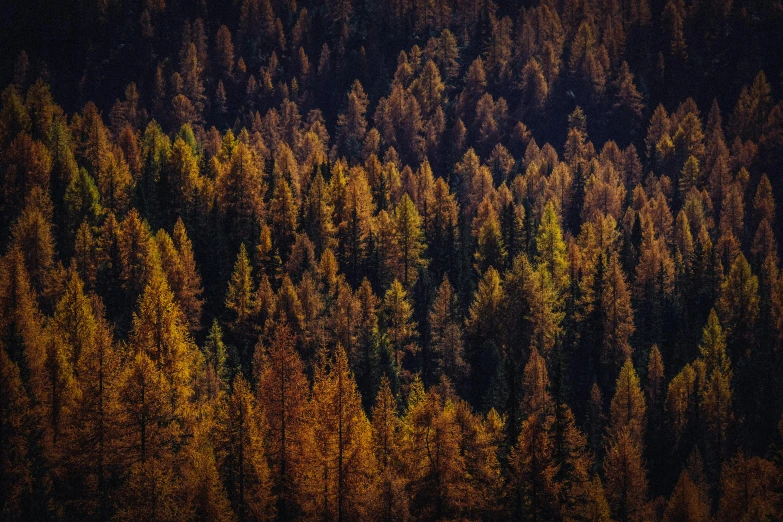 a forest filled with lots of tall trees, by Matthias Weischer, unsplash contest winner, brown colours, pine, ((trees))