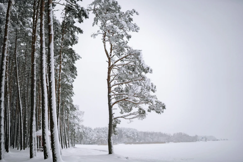 a group of trees that are standing in the snow, inspired by Eero Järnefelt, unsplash contest winner, single pine, ((trees)), hasselblad photography, tall tree