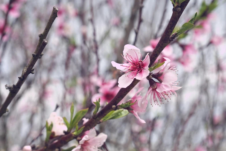 a close up of a flower on a tree, by Lucia Peka, unsplash, peaches, seasons!! : 🌸 ☀ 🍂 ❄, pink forest, overcast mood