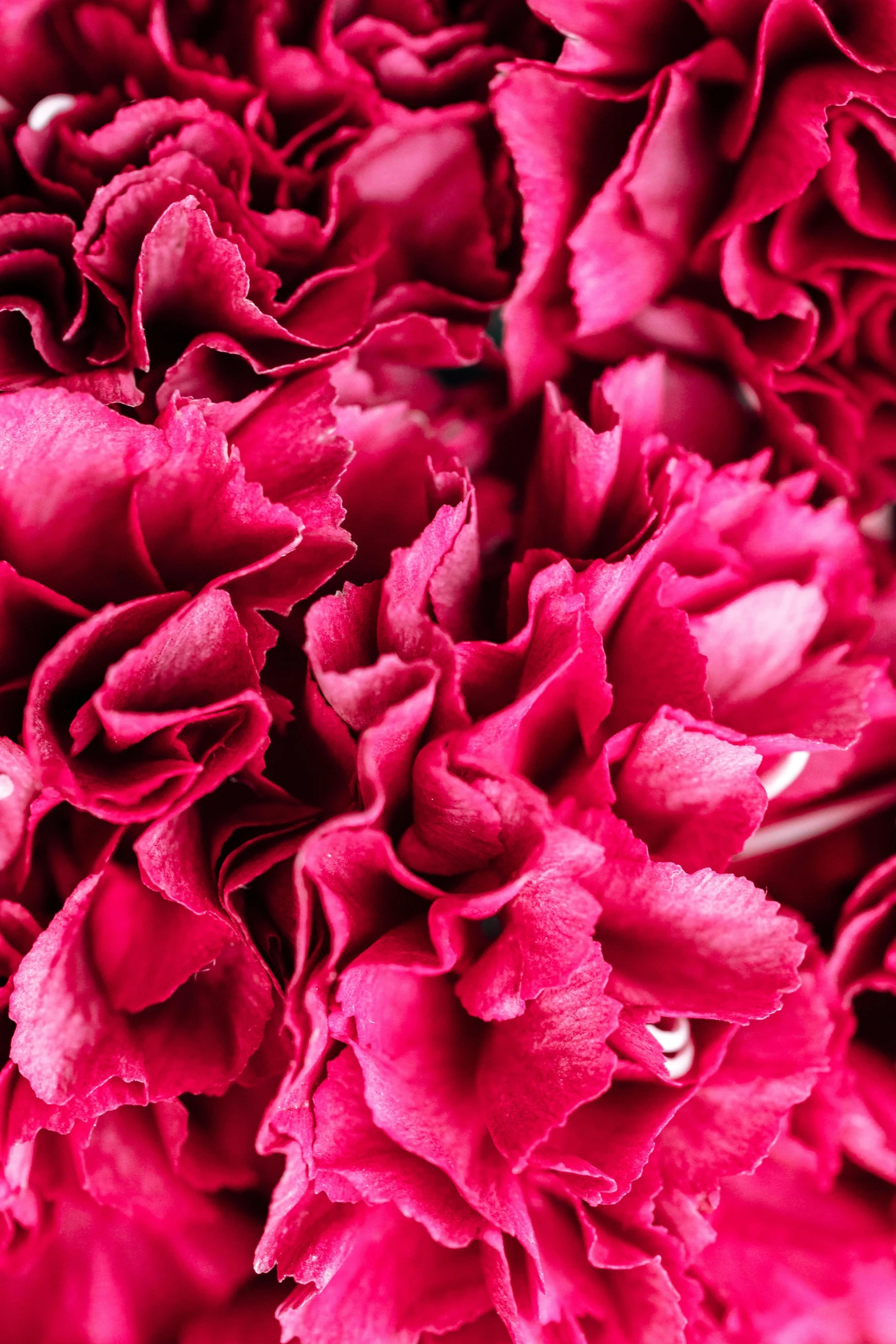 a close up of a bunch of red flowers, inspired by Li Di, baroque, giant carnation flower head, rich deep pink, highly polished, award - winning crisp details