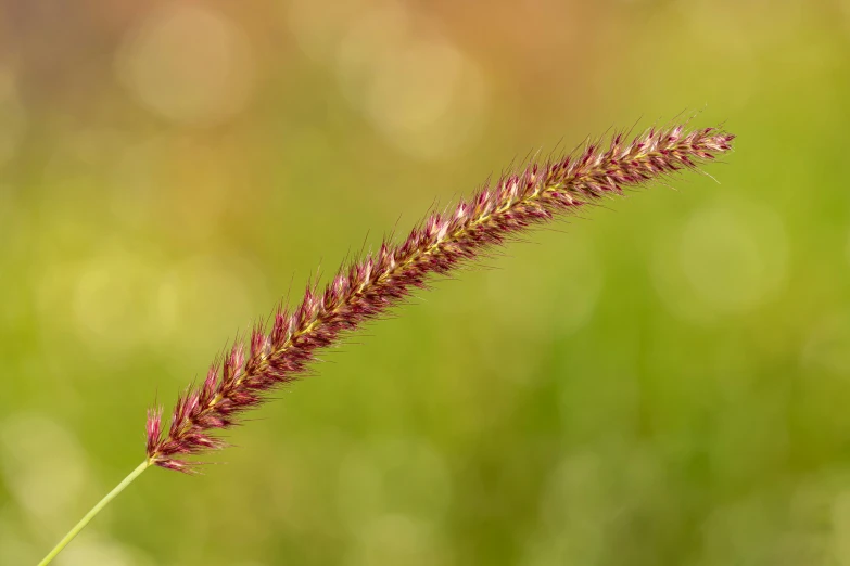 a close up of a grass with a blurry background, a macro photograph, trending on pexels, hurufiyya, maroon red, fleurfurr, shepherd's crook, plain background