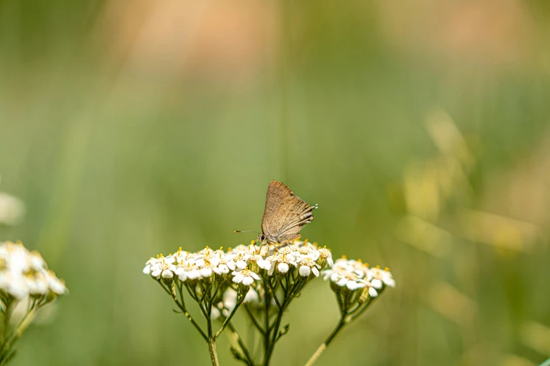 a butterfly sitting on top of a white flower, by Eglon van der Neer, unsplash contest winner, minimalism, meadows, brown, nina agdal, small