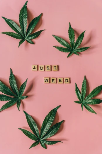 marijuana leaves arranged around the word just weed, an album cover, trending on pexels, aestheticism, pink vibe, chemistry, collection, instagram post