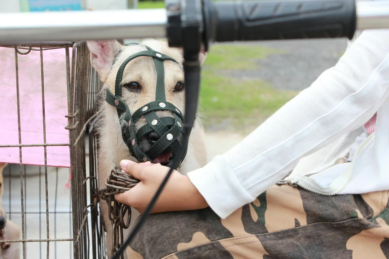 a person is petting a dog in a cage, inspired by Elke Vogelsang, shutterstock, renaissance, wearing a bone gas mask, cart, harness, a close-up