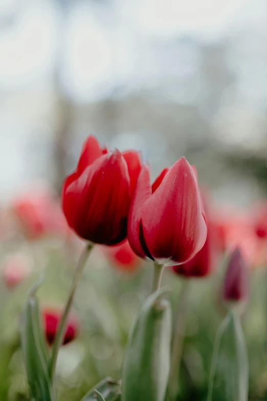 a bunch of red flowers sitting on top of a lush green field, tulips, payne's grey and venetian red, botanicals, 15081959 21121991 01012000 4k