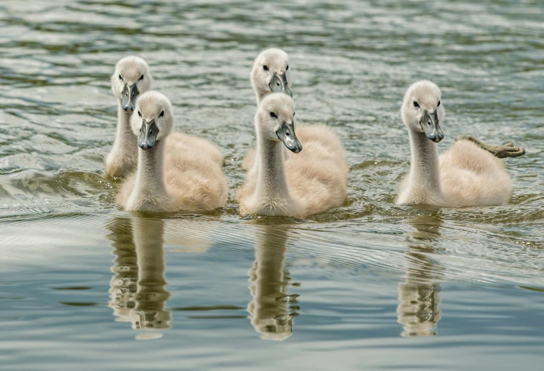 three baby swans are swimming in the water, by Jan Tengnagel, pexels contest winner, precisionism, symmetrical 4k, group of seven, in a row, kids