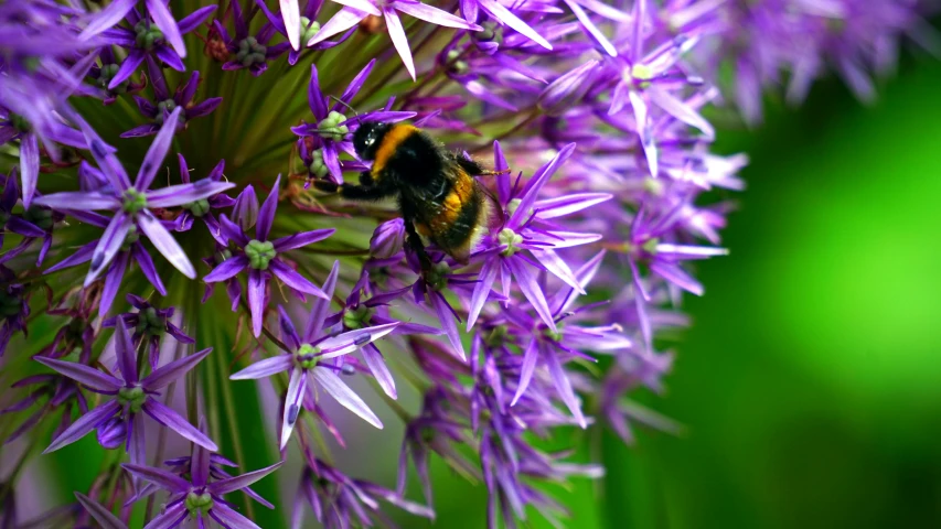 a bee sitting on top of a purple flower, pexels, hurufiyya, surrounding onions, full frame image, 🦩🪐🐞👩🏻🦳, violet spiders
