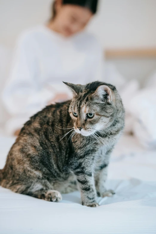 a cat sitting on top of a bed next to a woman, speckled, looking serious, premium quality, trending photo