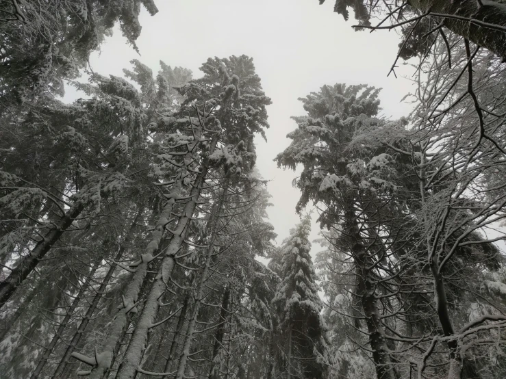 a forest filled with lots of trees covered in snow, a black and white photo, looking up into the sky, ready to eat, looking downwards, grey forest in the background