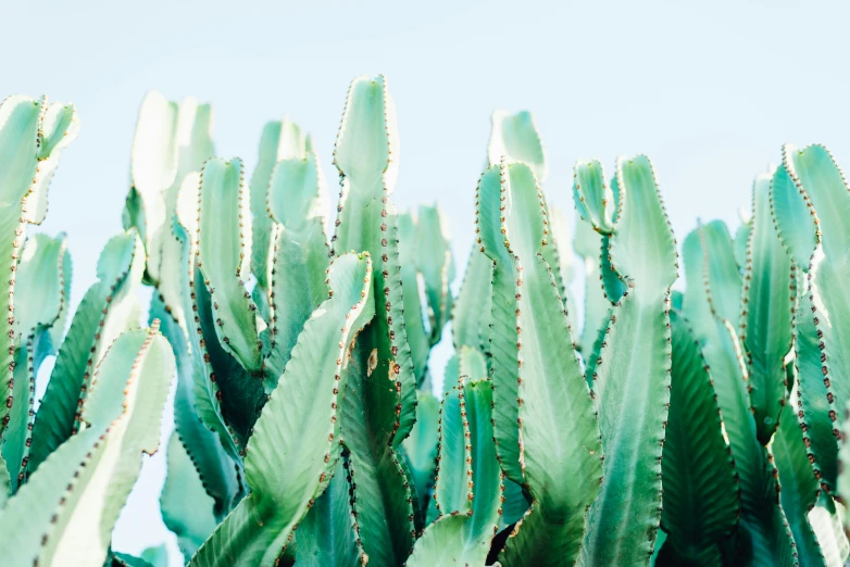 a close up of a cactus plant with a blue sky in the background, trending on pexels, seafoam green, lined up horizontally, tall plants, various sizes