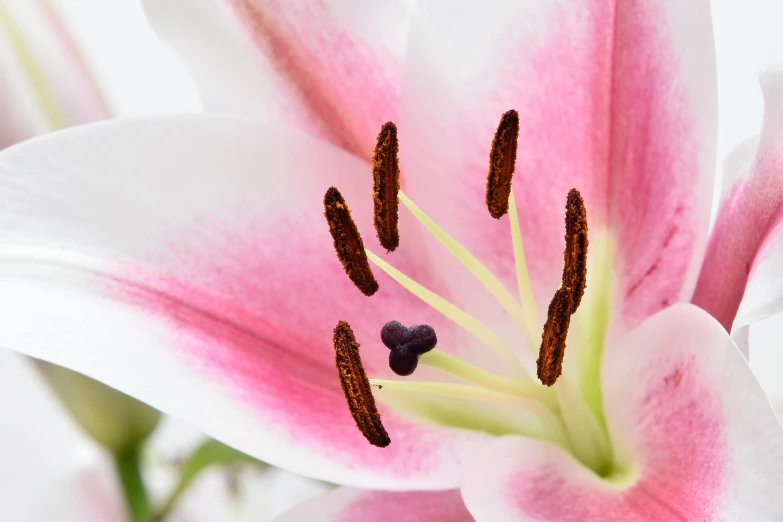 a close up of a pink and white flower, stargazer, centred, award - winning, smooth details