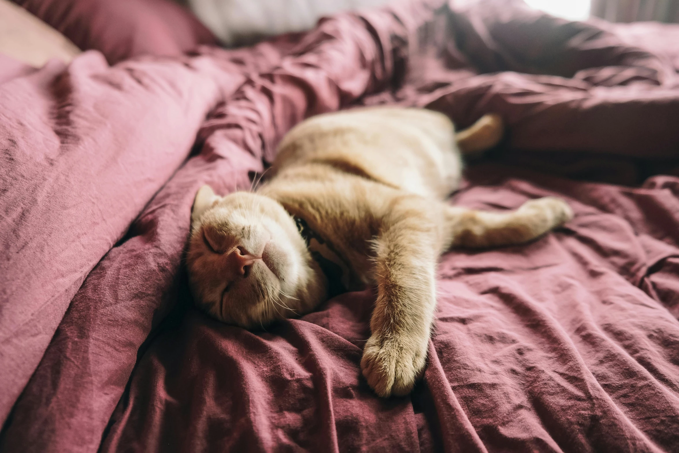 a cat that is laying down on a bed, by Julia Pishtar, trending on pexels, red and brown color scheme, making the best smug smile, sleeping beauty, stomach vibes