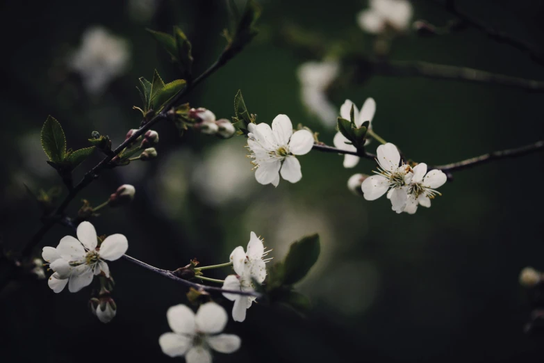 a close up of some white flowers on a tree, an album cover, inspired by Elsa Bleda, trending on unsplash, 4 k hd wallpapear, vintage photo, cherry, dark flower pattern wallpaper