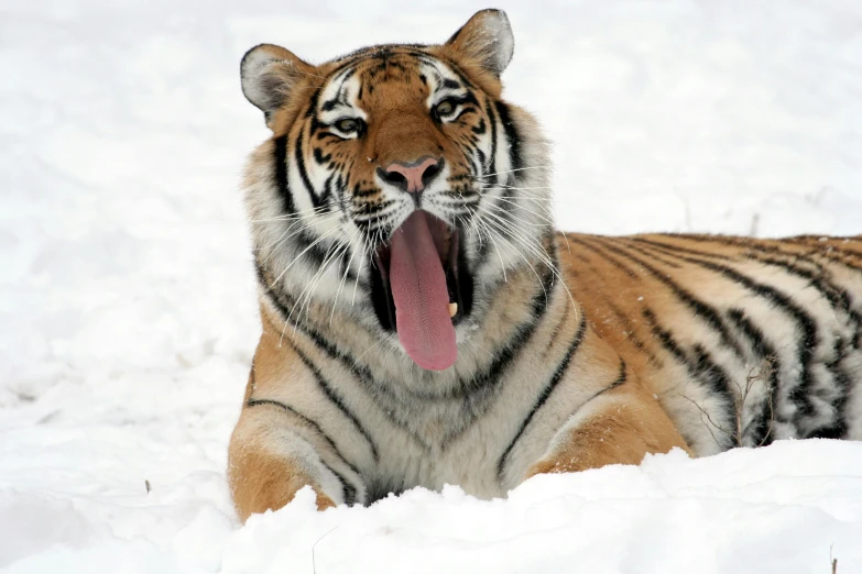 a tiger that is laying down in the snow, pexels contest winner, large tongue, an afghan male type, 2 0 0 0's photo, mixed animal