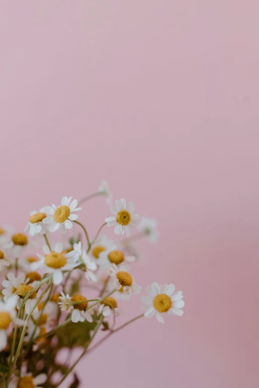 a vase filled with white and yellow flowers, by Cosmo Alexander, trending on unsplash, minimalism, dull pink background, chamomile, flowers grow from the body, with soft pink colors