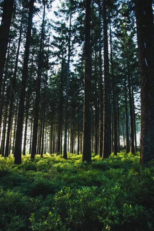 a forest filled with lots of tall trees, beautifully lit, evergreen, fan favorite, dusk setting