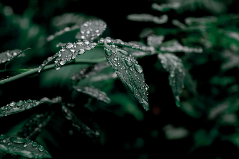a close up of a plant with water droplets on it, inspired by Elsa Bleda, unsplash, photorealism, dark emerald mist colors, quixel megascans, marijuana leaves ) wet, silver lining