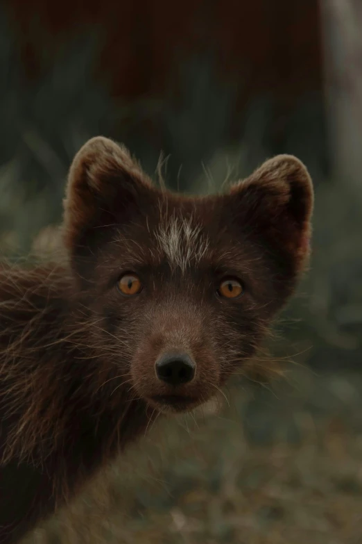 a close up of a small animal in a field, by Attila Meszlenyi, pexels contest winner, furry art, his eyes are red and glowing, yee chong silverfox, pine marten, still from a wes anderson film