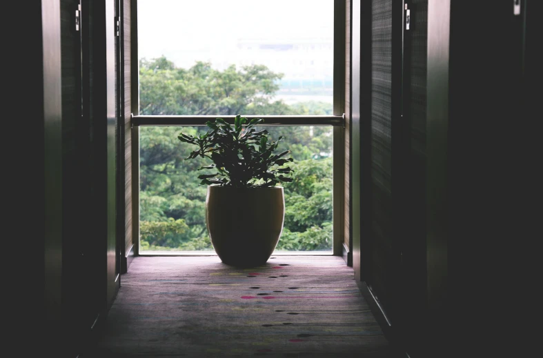 a potted plant sitting in front of a window, unsplash, in a hotel hallway, lush vista, set on singaporean aesthetic, balcony door