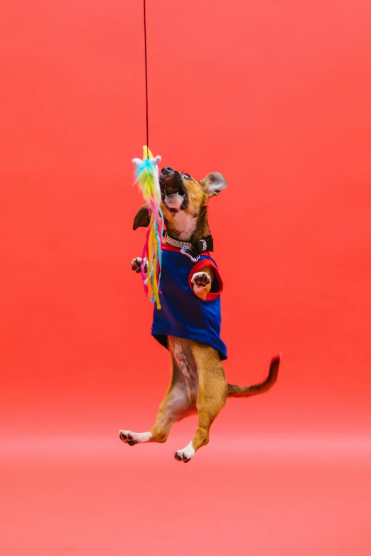 a dog hanging from a string on a red wall, an album cover, inspired by Elke Vogelsang, unsplash, magician dog performing on stage, court jester, 15081959 21121991 01012000 4k, fox nobushi holding a naginata
