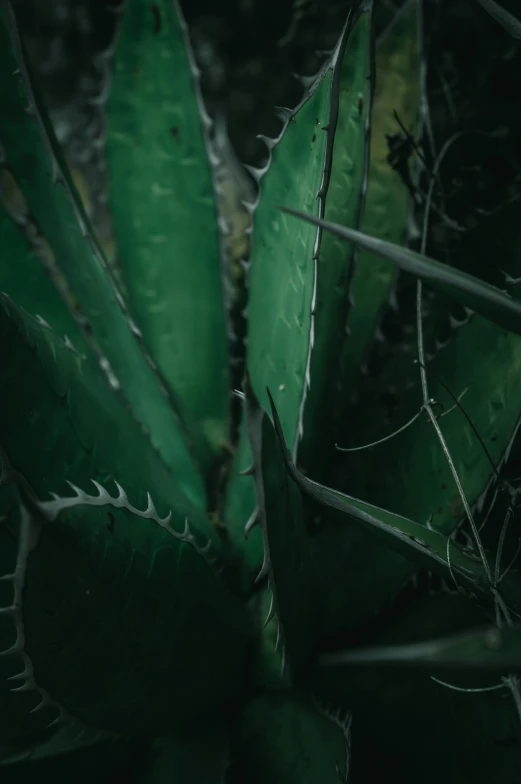 a close up of a plant with green leaves, quixel megascan, huge spines, cinematic shot ar 9:16 -n 6 -g, dark green