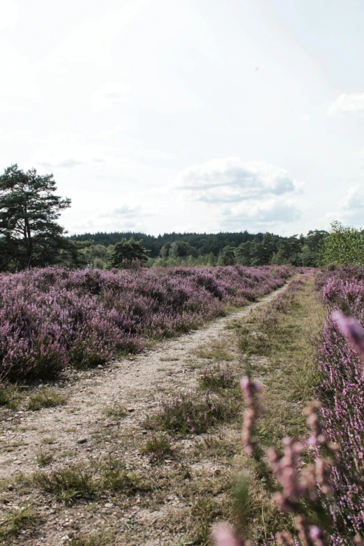 a field of purple flowers next to a dirt road, pine forests, gemmy woud binnendijk, square, more