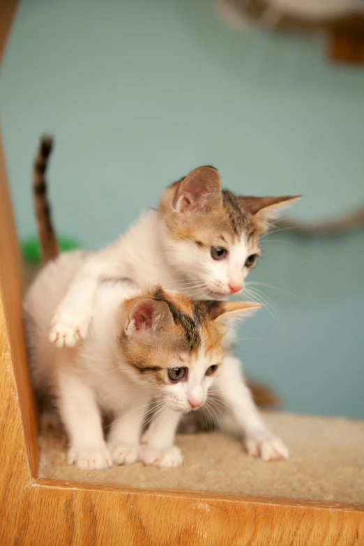 a couple of kittens sitting on top of a wooden chair, coming down the stairs, scratching head, adoptables, up close